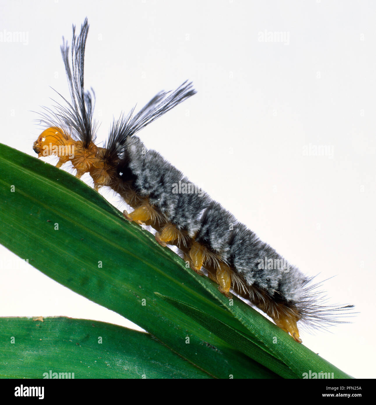 Tropical Tiger Moth Caterpillar on plant stem after moult, side view. Stock Photo