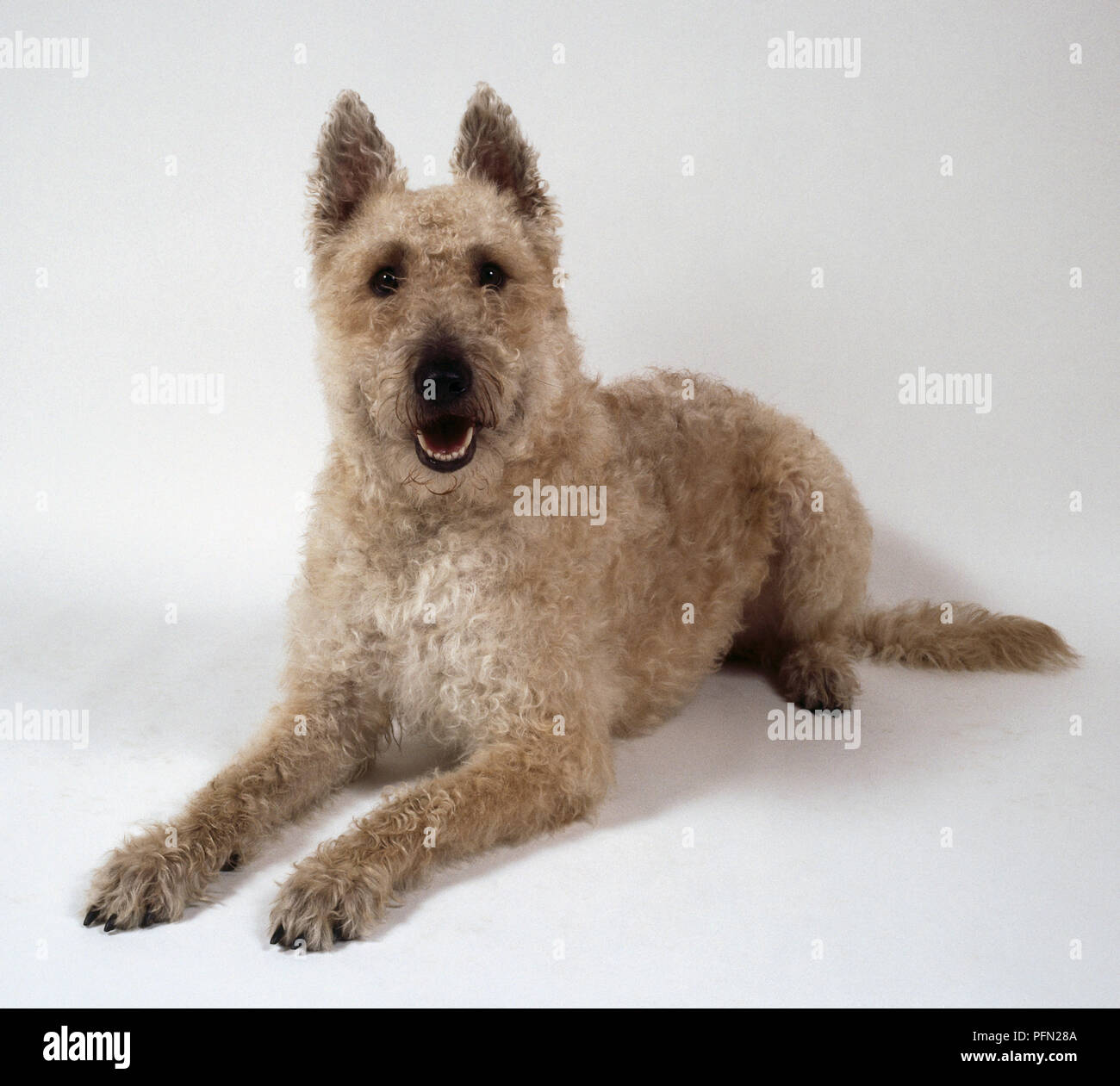 A curly-haired whitish-brown Laekenois dog lies on the floor. Stock Photo