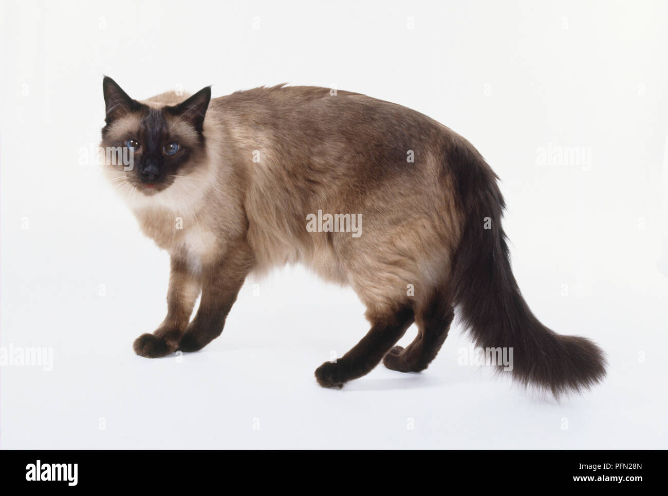 Seal Point Balinese Cat With Seal Brown Points And Pale Fawn