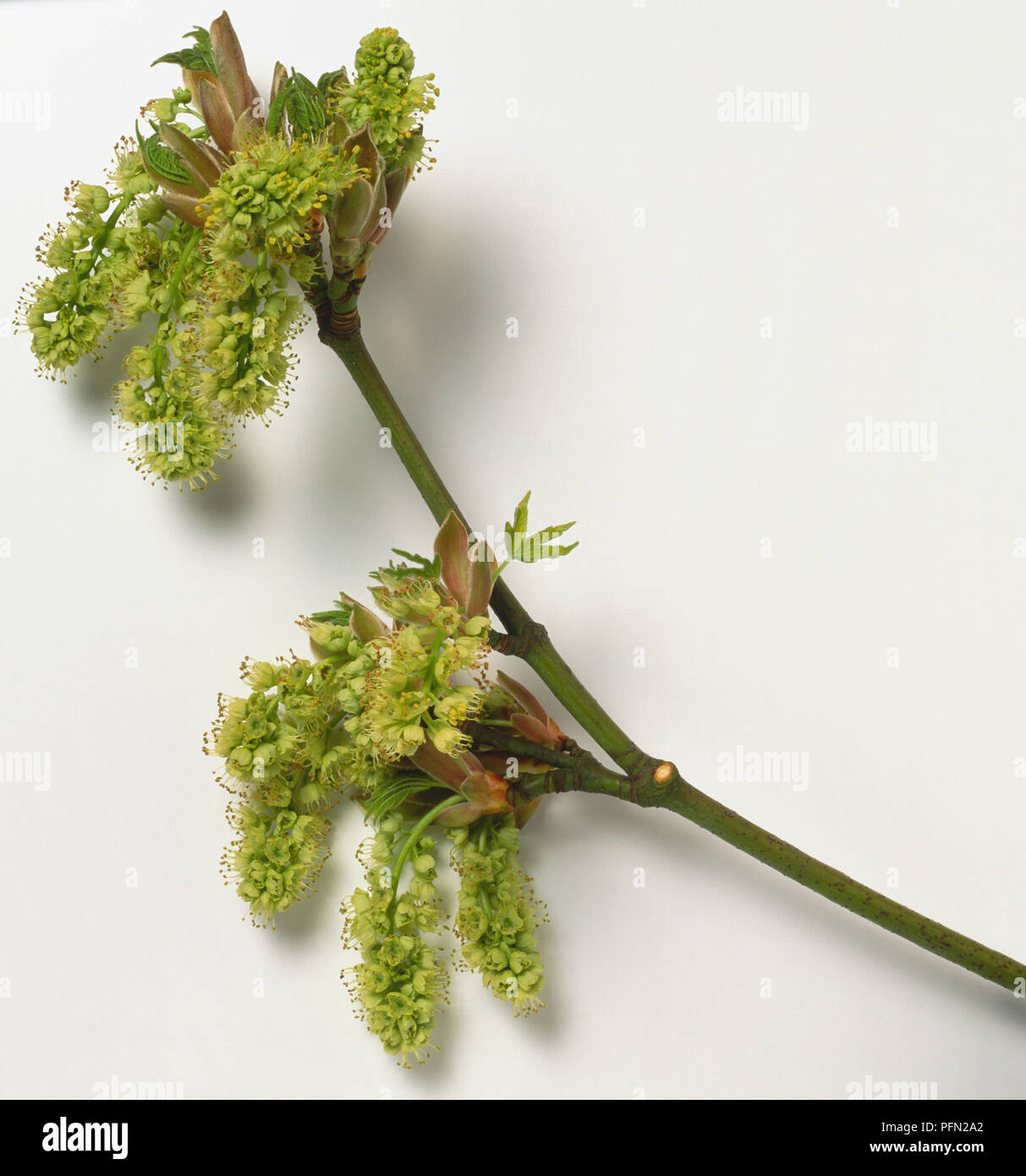 Aceraceae, Acer macrophyllum, Oregon Maple, leafless branch tip bearing large, drooping, showy