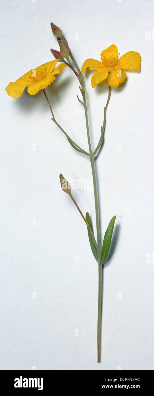 Halimium Halimifolium flower stem with two yellow flowers. Stock Photo