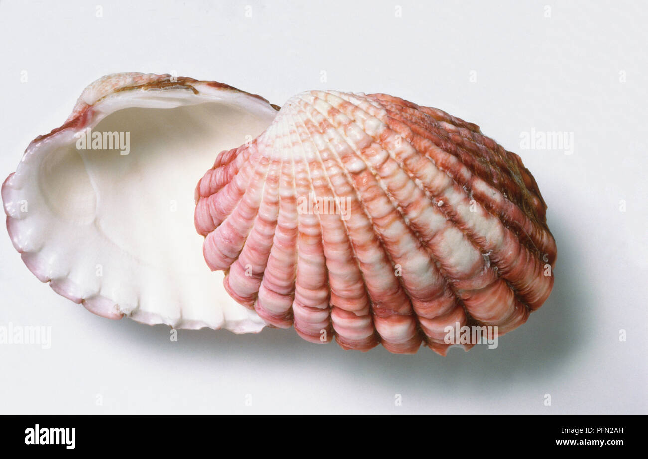 Cardita shell (Megacardita incrassata), open Stock Photo