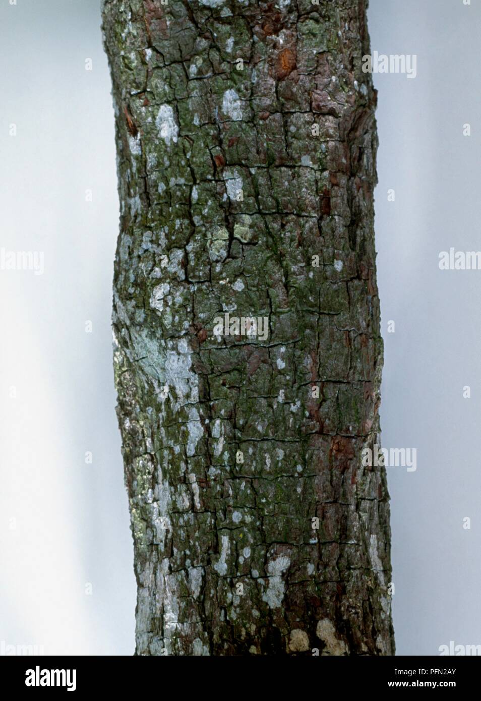 Textured bark of Santalum album (Indian Sandalwood) Stock Photo