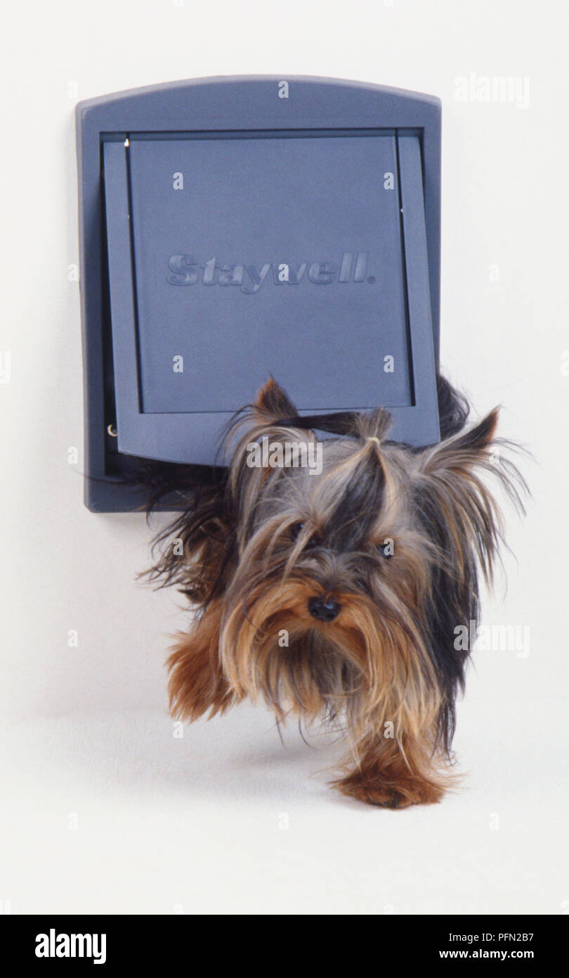 A gray brown terrier with fur covering its eyes and dangling from its jowls emerges from a dog and cat flap in a door. Stock Photo