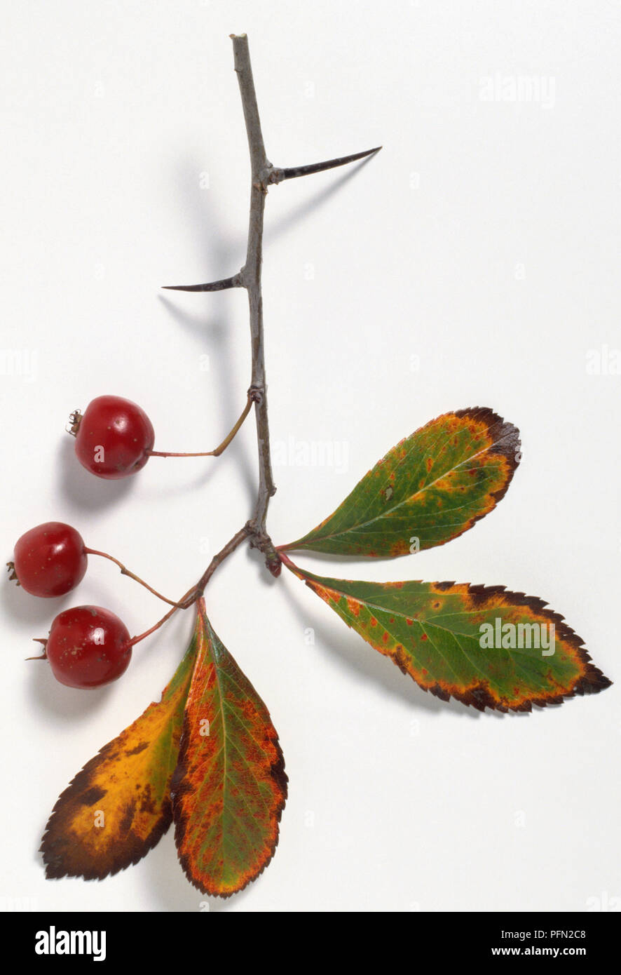 Rosaceae, Crataegus crus-galli, Cockspur Thorn, thorny branch tip with autumnal leaves changing colour, and rounded, fleshy red fruits. Stock Photo