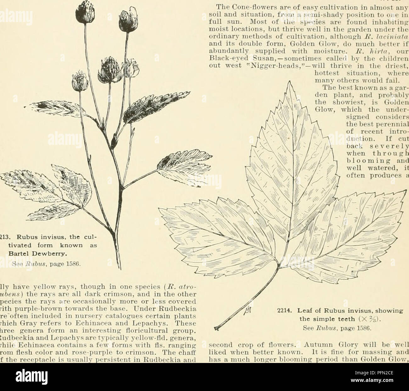 . Cyclopedia of American horticulture, comprising suggestions for cultivation of horticultural plants, descriptions of the species of fruits, vegetables, flowers, and ornamental plants sold in the United States and Canada, together with geographical and biographical sketches. Gardening. 1588 RUDBECEIA RUDBECKIA EUDBfiCKIA (after the two Professors Rudbeok, father and son, predecessors of Linnseus at Upsala). Compdsitce. Cone-flower. As defined by Gray (Syn. Flora N. Araer., 1886), Rudbeckia is a genus of 21 spe- i of North American herbs, many of which are hardy and perennial, bearing in smnme Stock Photo