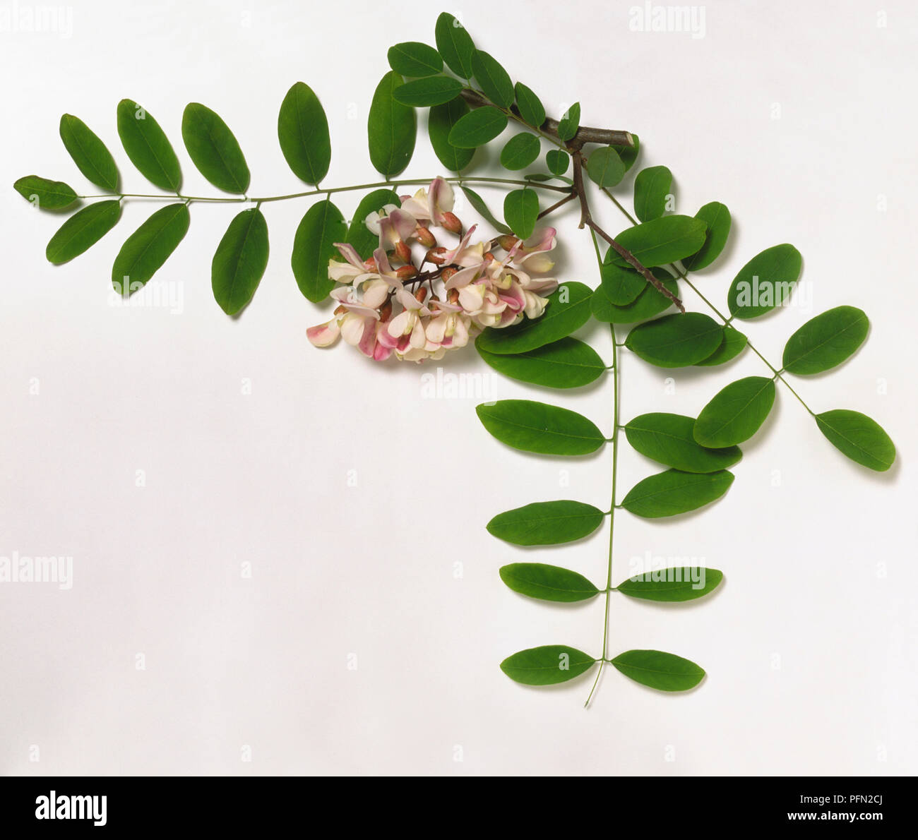 Leguminosae, Robinia x holdtii, grey-brown branch tip, pinnate, oblong leaflets arranged oppositely, and pea-like, purplish-pink flowers borne in hanging cluster. Stock Photo