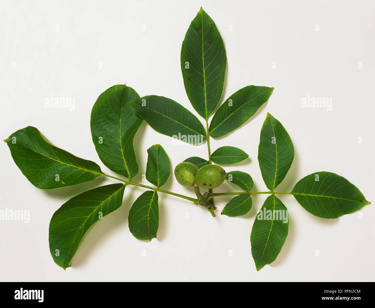 Juglans regia, leaves and fruit from the English Walnut tree. Stock Photo