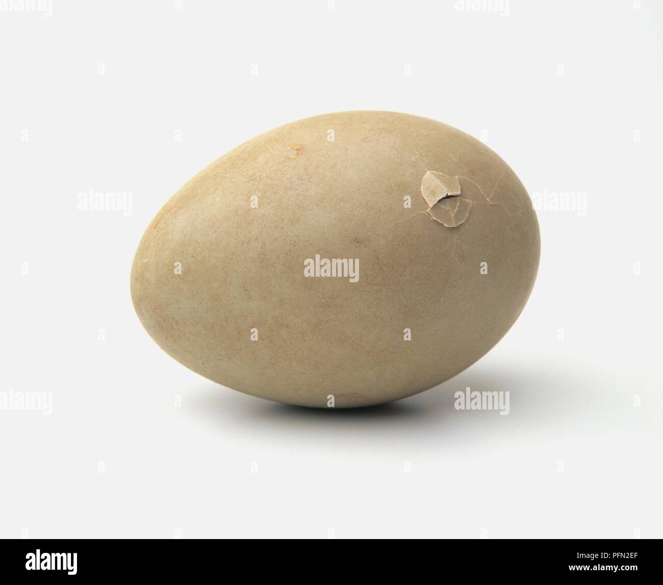 Mute swan (Cygnus olor) egg with tiny cracks showing Stock Photo