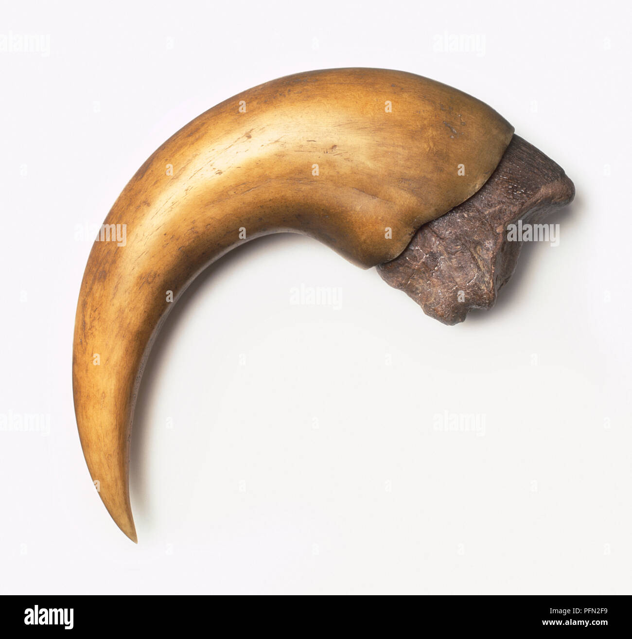Claw Anatomy High Resolution Stock Photography and Images - Alamy