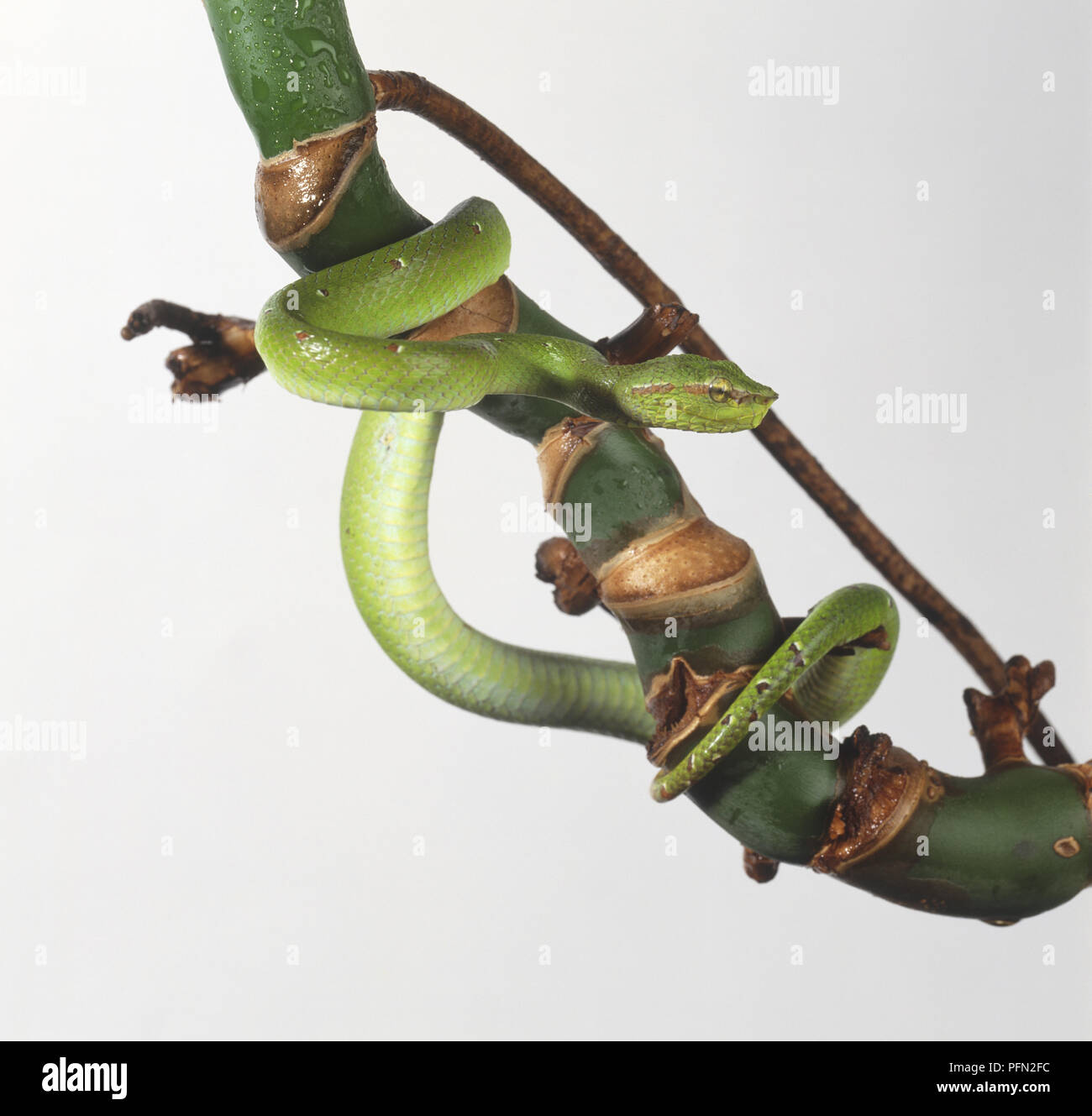 Green tree snake wrapped around a bough Stock Photo