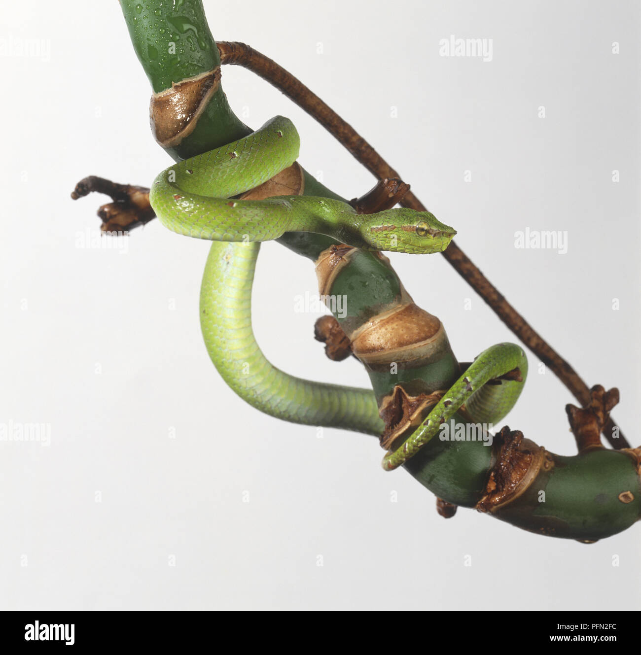 Snake wrapped around tree hi-res stock photography and images - Alamy