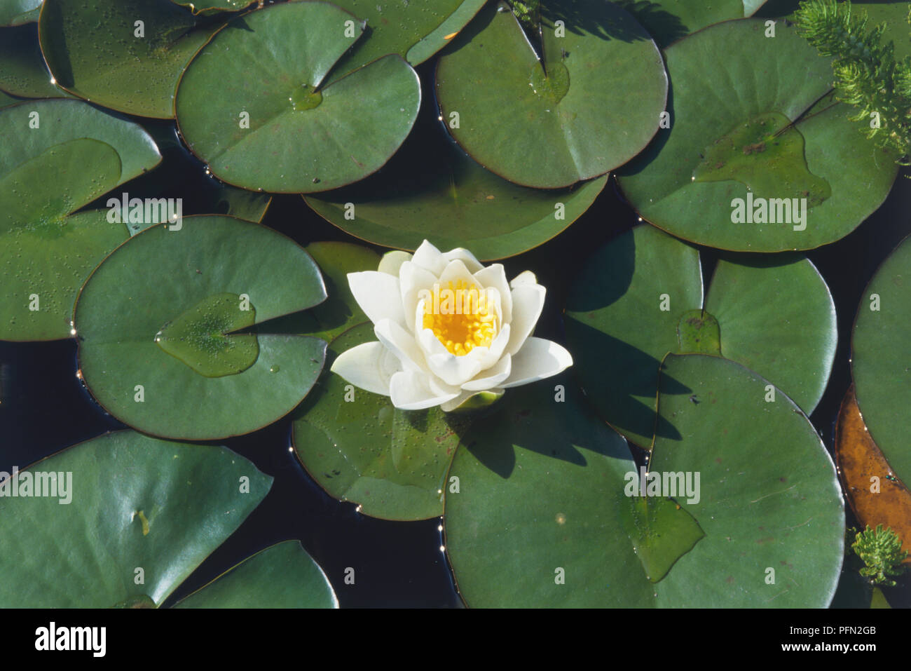 Nymphae Sp Water Lily Afloat In A Pond Framed By Deep Green Leaves Close Up View From Above Stock Photo Alamy Nymphae Sp Water Lily Afloat In A Pond Framed By Deep Green Leaves Close Up View From Above Stock Photo Alamy
