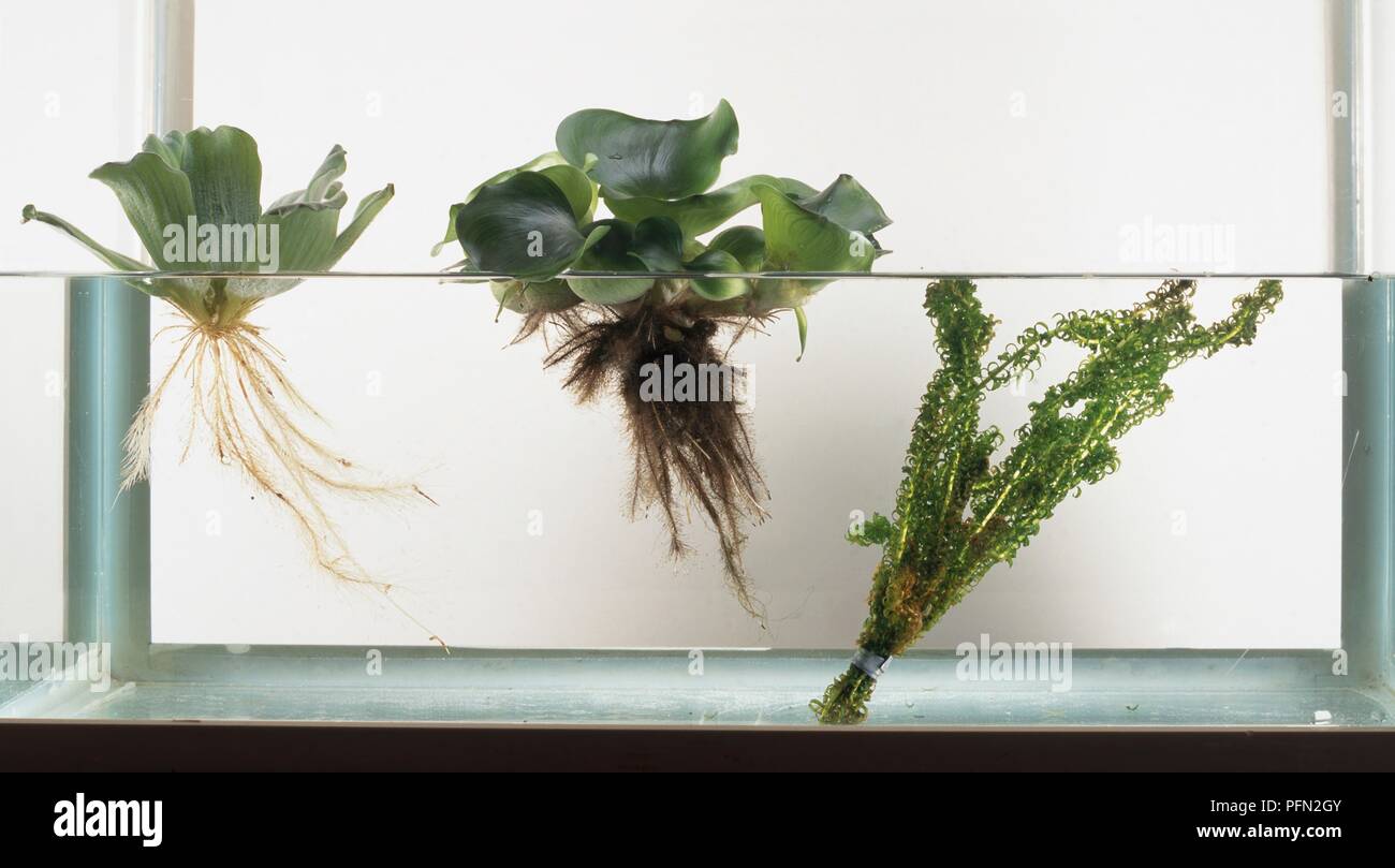 Three different types of pond plants floating in water Stock Photo