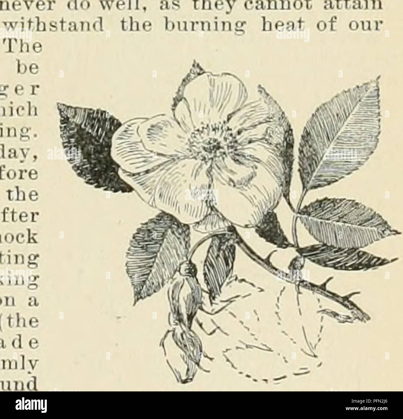 . Cyclopedia of American horticulture, comprising suggestions for cultivation of horticultural plants, descriptions of the species of fruits, vegetables, flowers, and ornamental plants sold in the United States and Canada, together with geographical and biographical sketches. Gardening. ithan If th and on tl orth the U d -B 11 Mare dva 1  s the I to e prope Ro eb deep Ihe scrl ve t n El tiro loon db the e l;^ 1 i pened choke and kll tl and V so o s wood wh u the are en leavor ng t velop From the elat po nt of V ew t Ipha jecton to I dl ke a goo 1 gro th nd a ta r bloo n n the olio V ng season Stock Photo