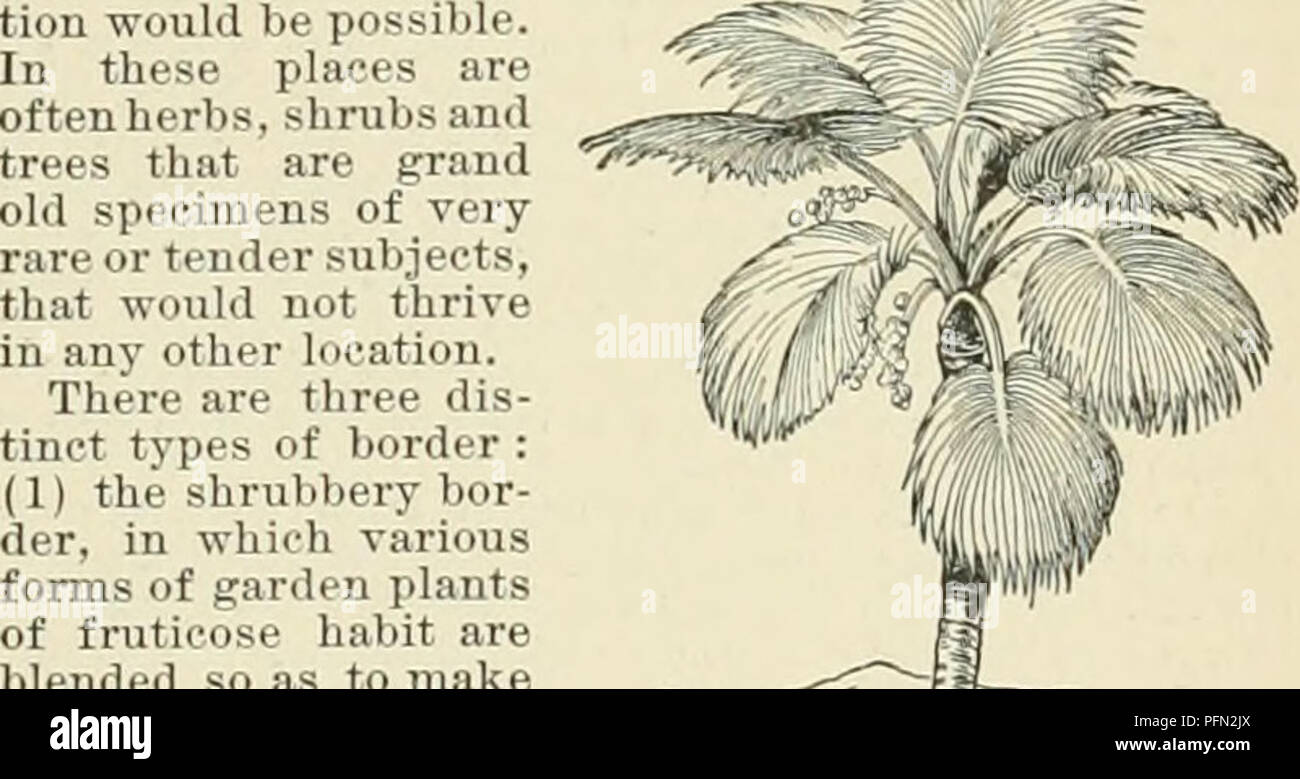 . Cyclopedia of American horticulture, comprising suggestions for cultivation of horticultural plants, descriptions of the species of fruits, vegetables, flowers, and ornamental plants sold in the United States and Canada, together with geographical and biographical sketches. Gardening. Prop, by fresh seeds, 1 germinate readily if sown in shallow pans in a warm propagating-house. Also, and more rapidly, by careful division of the rhizome, to which some of the roots should be attached. Cult, by N. J. Rose. A. Perianth segments equal. B. Umhel simple: fls. medium-sized. oligAntha, Baker. Lvs. 3- Stock Photo