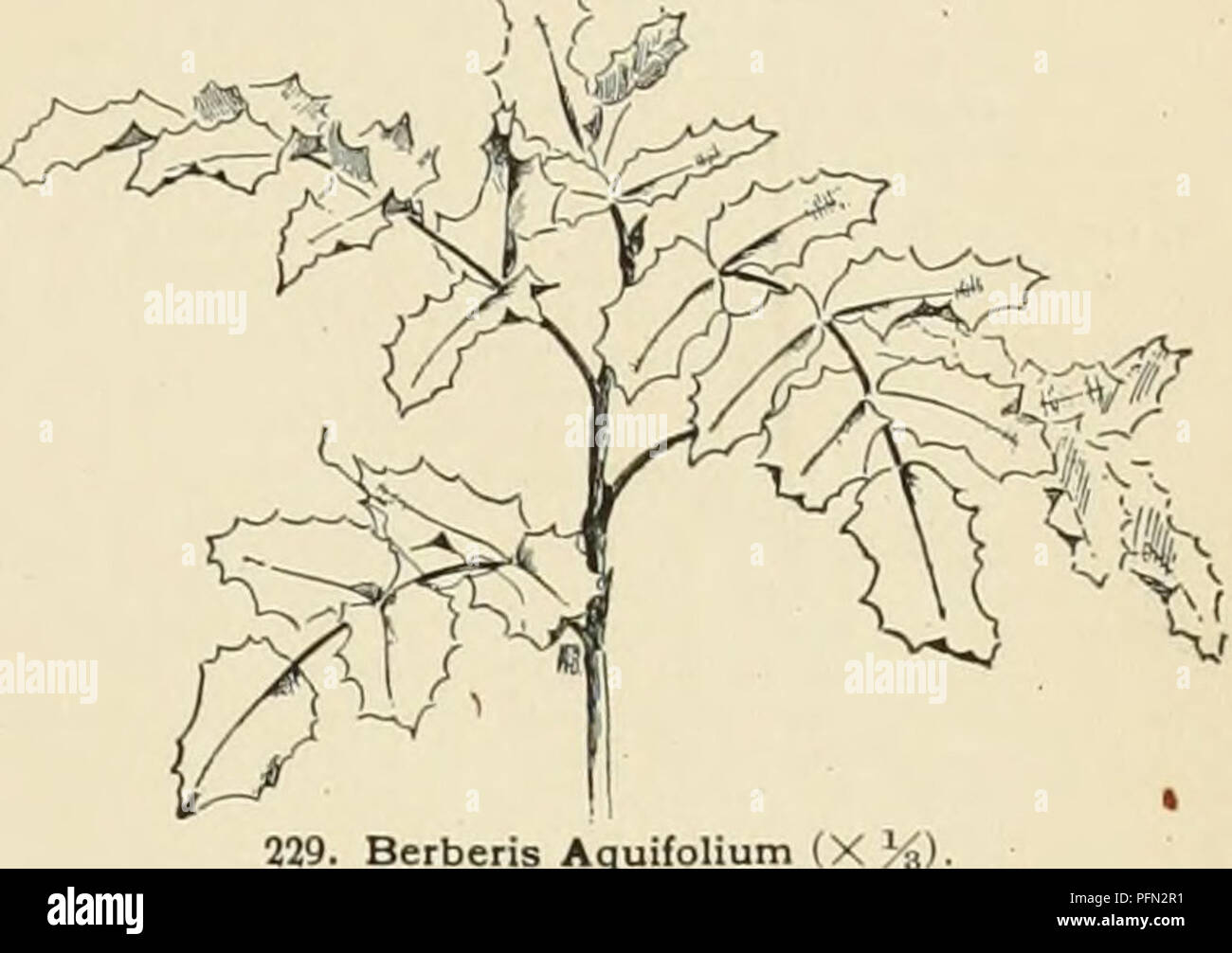 . Cyclopedia of American horticulture, comprising suggestions for cultivation of horticultural plants, descriptions of the species of fruits, vegetables, flowers, and ornamental plants sold in the United States and Canada, together with geographical and biographical sketches. Gardening. r-&gt; 'Axr 228. Berberis Thunbergu. DD. Fls. in compound, pendulous racemes. 15. aristata, DC. Bush,2-6 ft.: lvs. oblong, semi-per- sistent, usually spinose-dentate, 1-3 in. long : fls. in long-peduncled, compound racemes. Himalayas. B.R. 9:729. 16. J4mesoni, Lindl. Shrub, much branched : lvs. oblong, 2-3 in.  Stock Photo