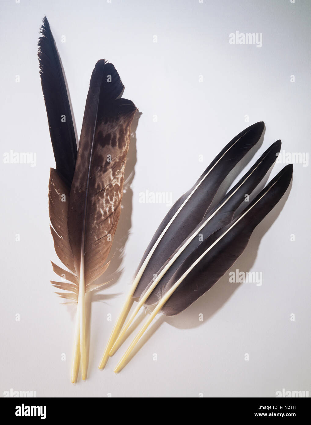 Group of eagle and goose feathers. Stock Photo