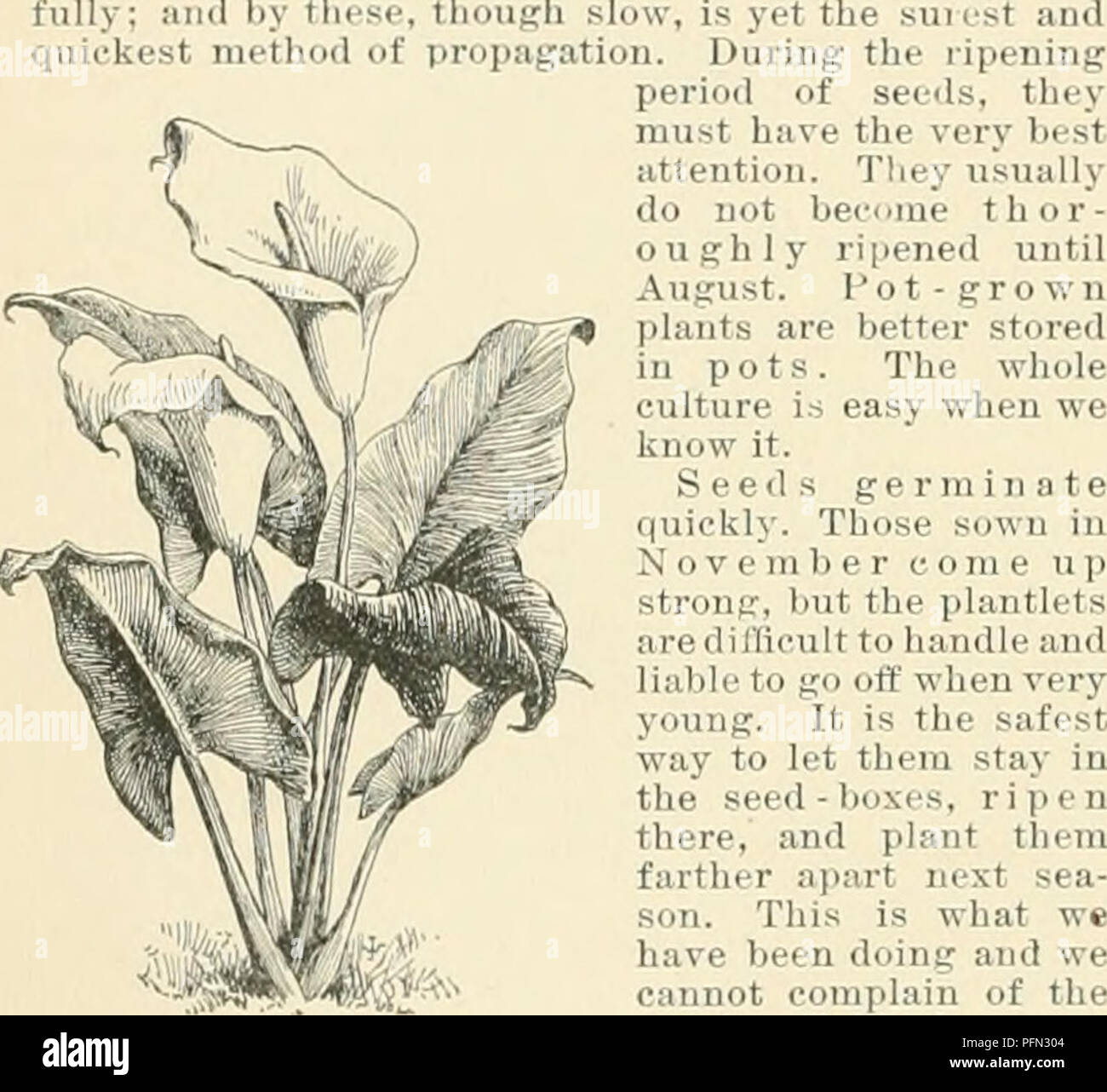 . Cyclopedia of American horticulture, comprising suggestions for cultivation of horticultural plants, descriptions of the species of fruits, vegetables, flowers, and ornamental plants sold in the United States and Canada, together with geographical and biographical sketches. Gardening. yab BICHARDIA thereaboutsâand aboutasbigasmarbles. Mr. Tailby seen i RICINUS pot-plant either in tlie dwelling or on sale at lii-s. hi tlic most favored places only is it en- iri fi-&lt;'!ji *]^- frf'st, though the damage to it from 1 ' ' ' ii&lt;.us in or around Los Angeles. : : i ..'II in the full sun, our su Stock Photo
