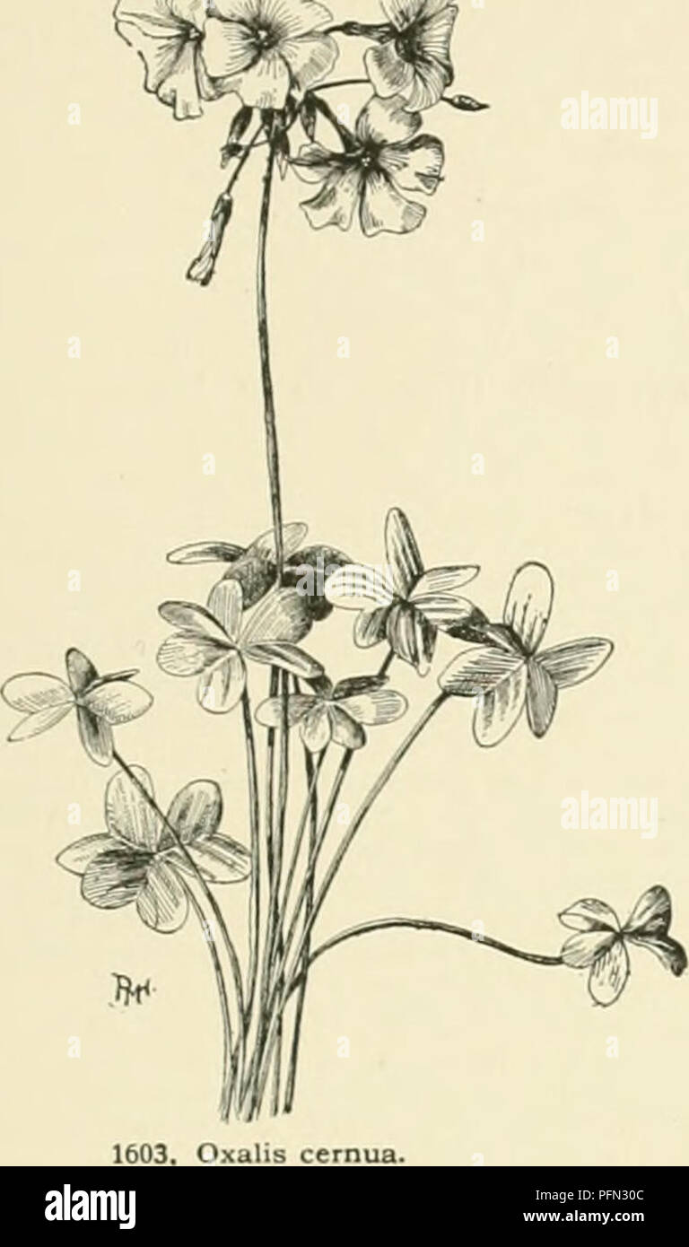 Cyclopedia Of American Horticulture Comprising Suggestions