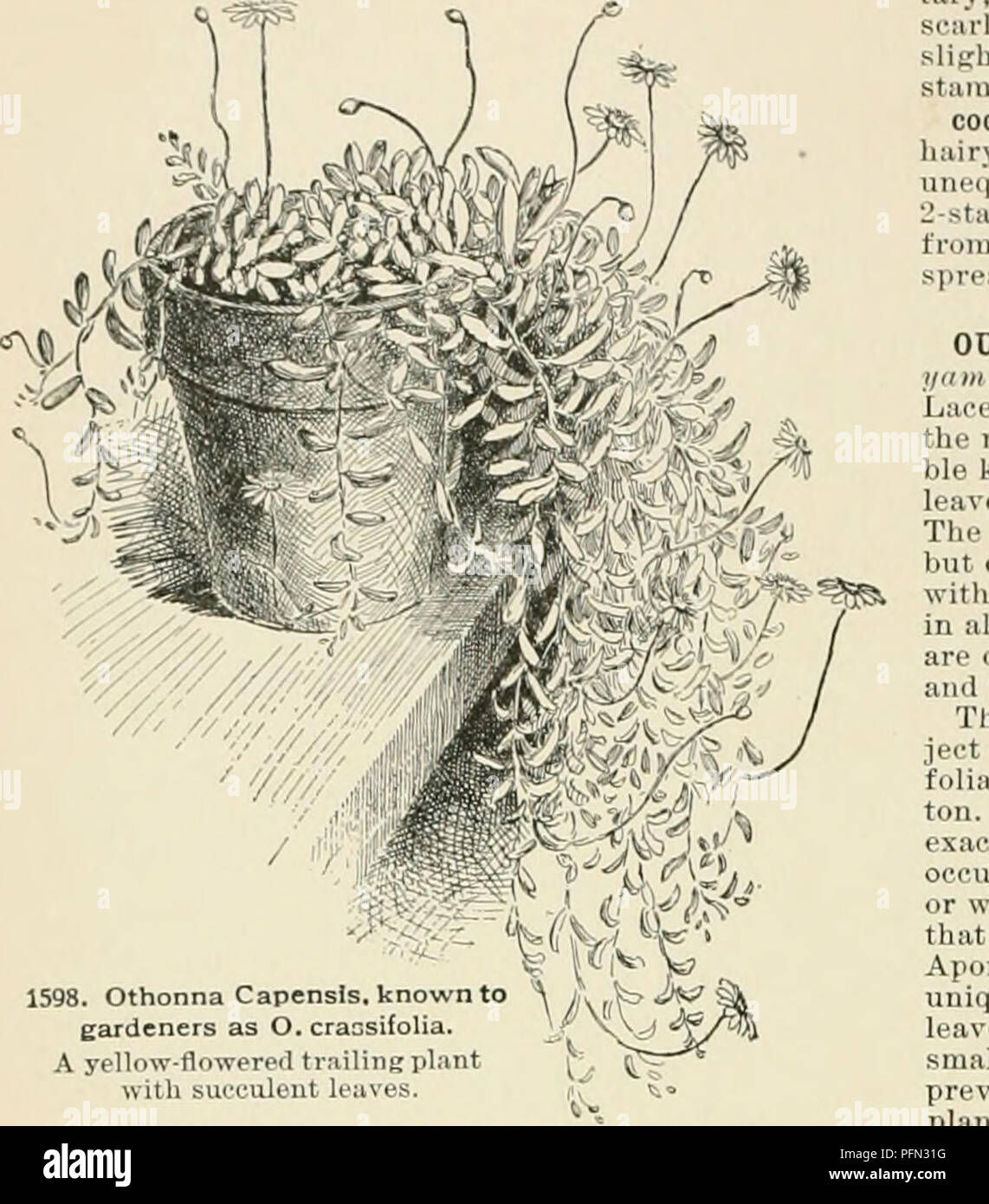 . Cyclopedia of American horticulture, comprising suggestions for cultivation of horticultural plants, descriptions of the species of fruits, vegetables, flowers, and ornamental plants sold in the United States and Canada, together with geographical and biographical sketches. Gardening. crassifolia of Harvey was once ileaui-ibed as O. filieait- lis, but this name also has been previously used in the genus. It seems, therefore, as if a new name must be. 1598 Othonna Capensls. kl lers as O crassifoha â flowered tl illing plint h sucyuleut leaves. Atrir;,,  ture of tUf Cap6nsis probably not ) th Stock Photo