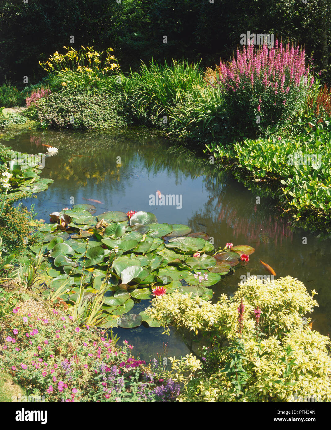 Pond with plants, including purple Loosestrife, Day Lilies, Astilbes, Bogbean and Waterlilies, and gold fish swimming inside. Stock Photo