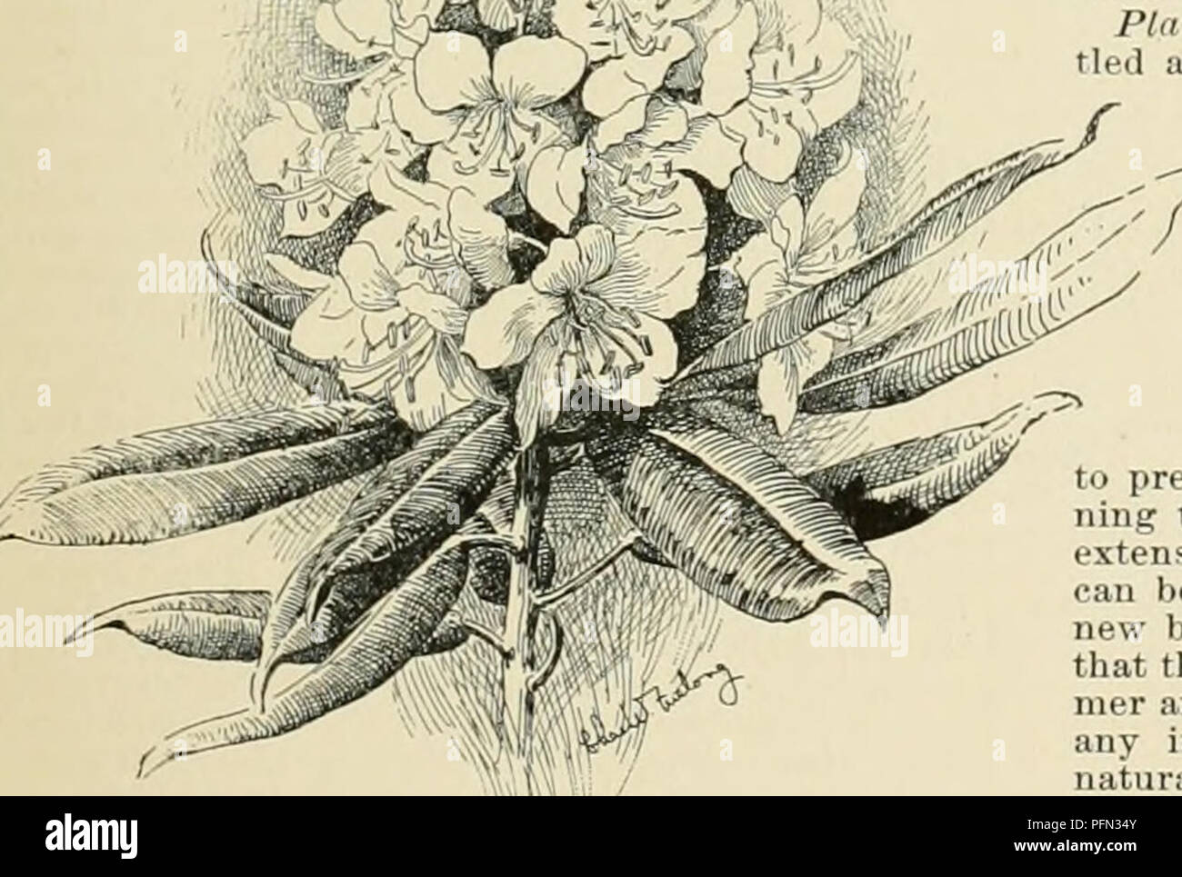 . Cyclopedia of American horticulture, comprising suggestions for cultivation of horticultural plants, descriptions of the species of fruits, vegetables, flowers, and ornamental plants sold in the United States and Canada, together with geographical and biographical sketches. Gardening. the. 2106. A common hybrid form of Garden Rhododendron. are retentive of moisture; (2) plant in masses, at any rate while young, so thsit they may protect each other and prevent evaporation; (3) sive the bed a northern exposure or a situation where the force of the midday sun is broken; (4) do not plant under o Stock Photo