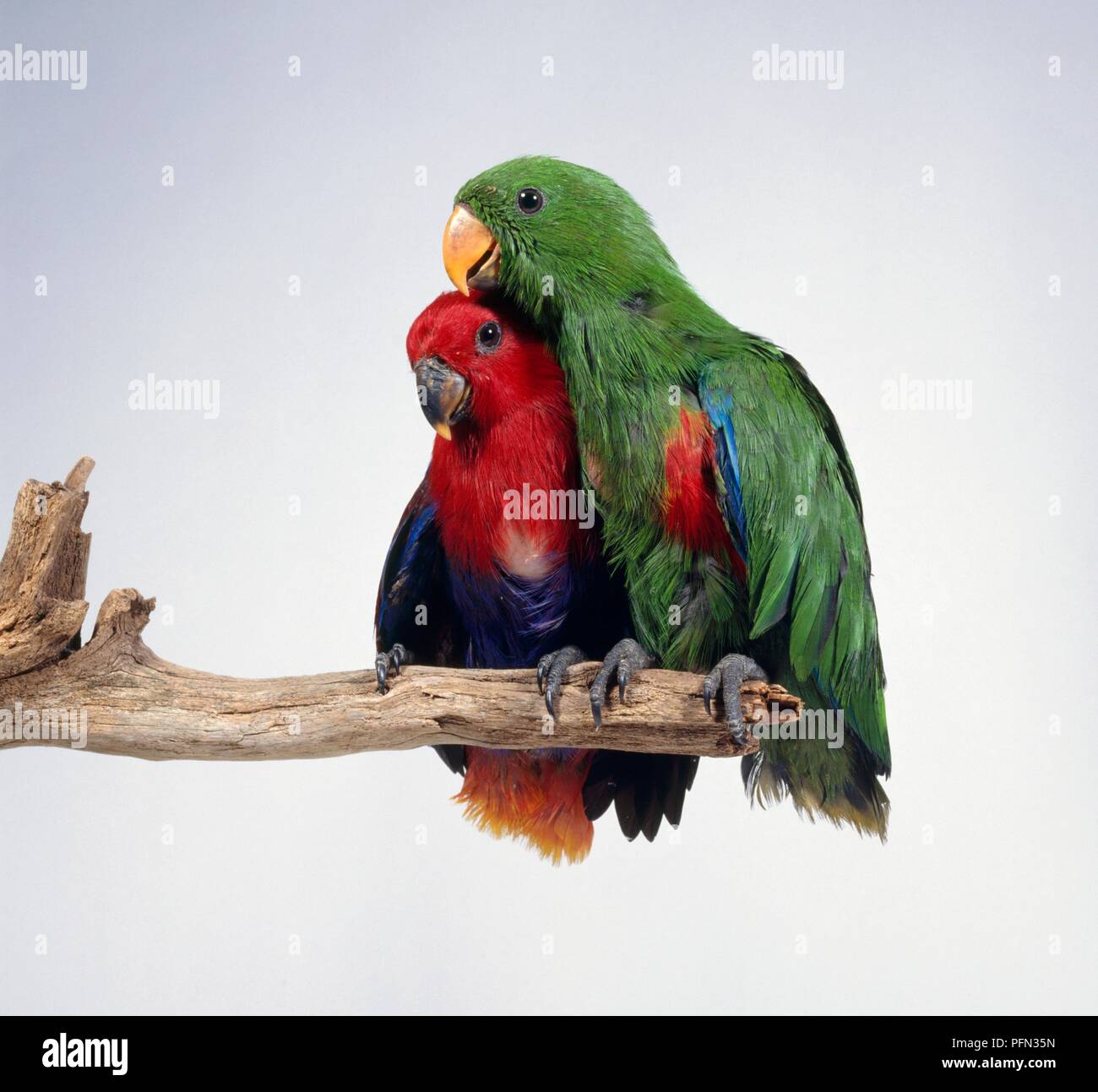 Pair of Eclectus parrots (Eclectus roratus), male and female, perching on branch Stock Photo