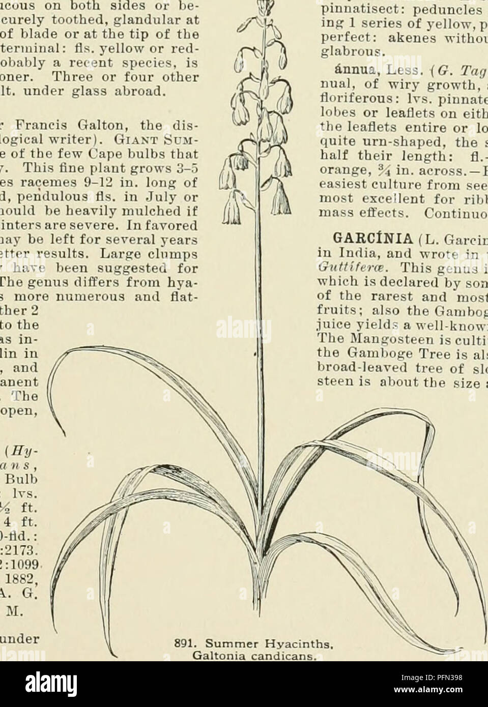 . Cyclopedia of American horticulture, comprising suggestions for cultivation of horticultural plants, descriptions of the species of fruits, vegetables, flowers, and ornamental plants sold in the United States and Canada, together with geographical and biographical sketches. Gardening. mpnsite for GAM6LEPIS (Greek for uiiiled scales; referring to the involucre). Comp6sita. About a dozen S. African herbs or small shrubs, somewhat allied botanically to Chrysanthemum. Lvs. alternate and mostly pinnatisect: peduncles 1-headed, the heads bear- ing 1 series of yellow, pistillate rays, the disk fls. Stock Photo