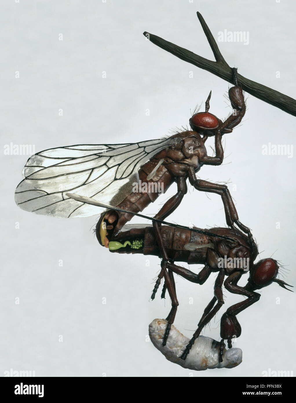 Model Empid flies (Empididae) mating, hanging from branch and holding onto prey wrapped in silk cocoon Stock Photo