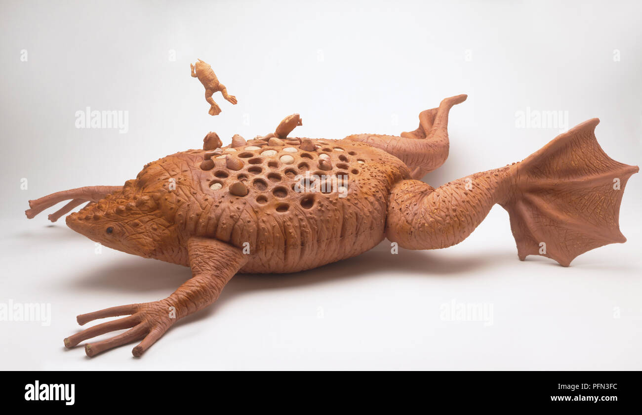 Model of Surinam toad (Pipa pipa) with offspring hatching from its back Stock Photo