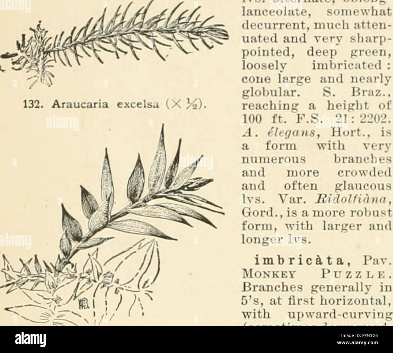 . Cyclopedia of American horticulture, comprising suggestions for cultivation of horticultural plants, descriptions of the species of fruits, vegetables, flowers, and ornamental plants sold in the United States and Canada, together with geographical and biographical sketches. Gardening. 90 ARAUCARIA 150 ft., and is known as Bungaliunga. R.H. 1897, p. 500. G.C. III. 15: 405, showing tUe piueapple-like cone. âOne of the best and handsomest species for pot cul- ture. Brazili&amp;na, A. Rich. Branches verticillate, somewhat inclined, rai.^ed at the ends, tending to disappear below as the plant gro Stock Photo