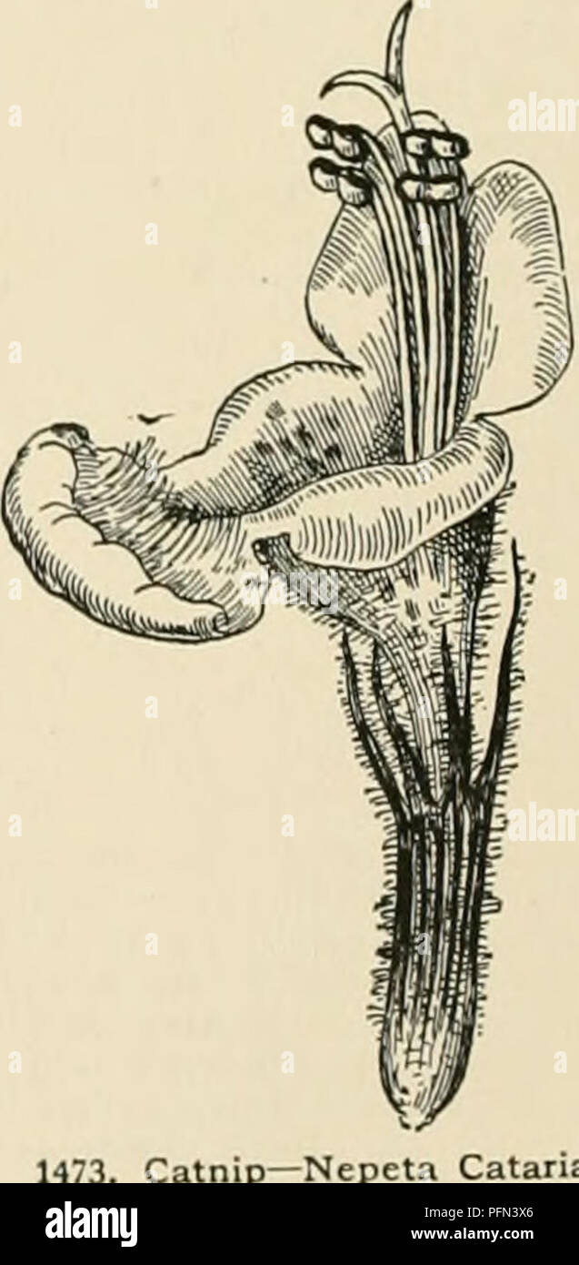 . Cyclopedia of American horticulture, comprising suggestions for cultivation of horticultural plants, descriptions of the species of fruits, vegetables, flowers, and ornamental plants sold in the United States and Canada, together with geographical and biographical sketches. Gardening. 1074 NEPENTHES :t2. coccinea, Mast. American hybrid of unlsnown purentase. Pitcher 6x3 in., crimson, slightly speckled with yellow; rim red and black; lid spotted. G.C. II. 18:169. I. H. 41, p. U3.-Cannot be distinguished by original descriptions and pictures from the next. The leaf-margins of both have imm.n.i Stock Photo