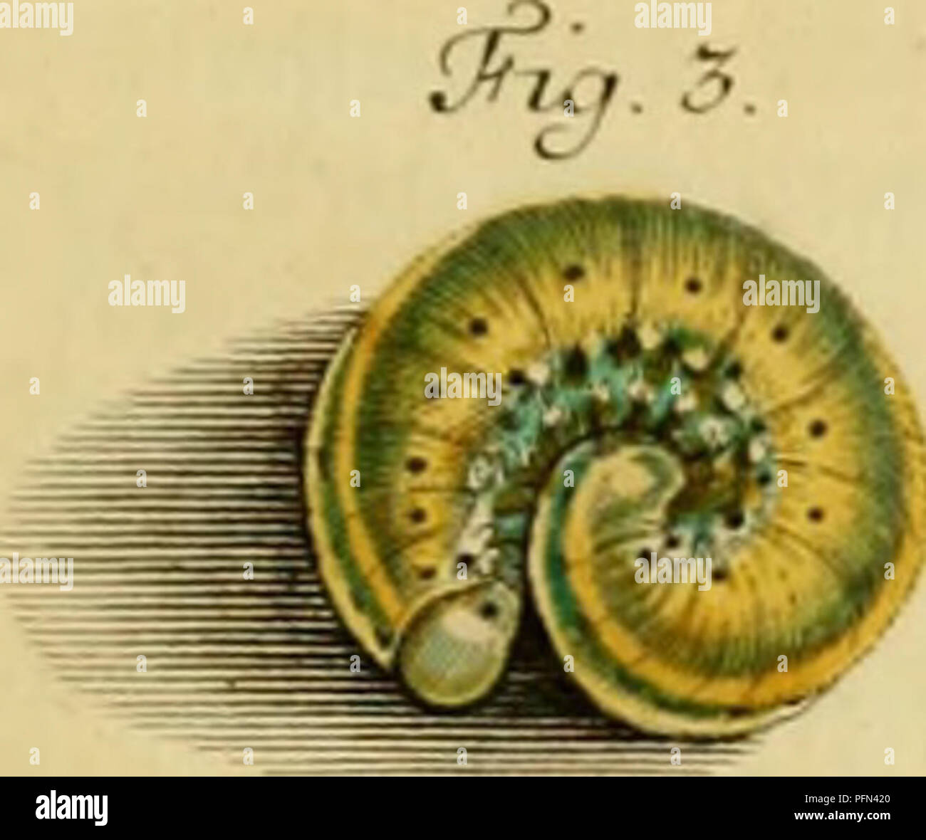 This work on the natural history of insects provides detailed and ...