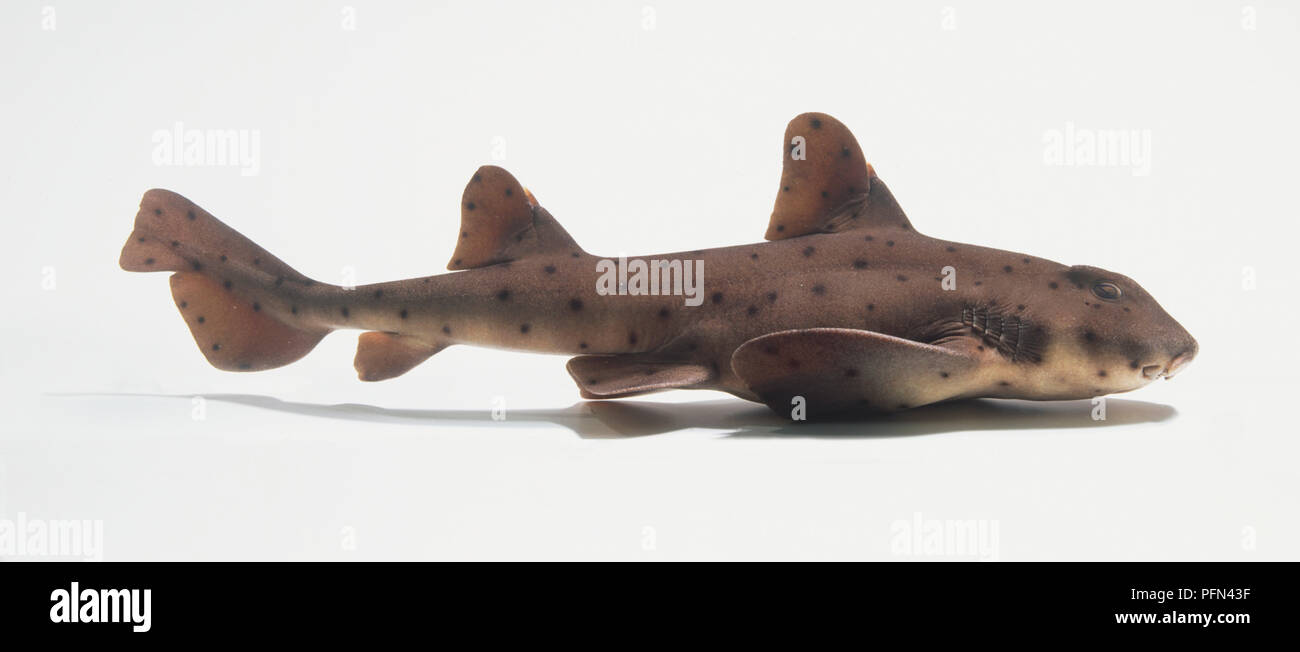 Horn Shark (Heterodontus francisci), side view Stock Photo Alamy