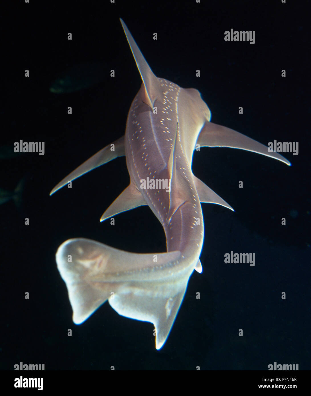 Starry Smooth-Hound Shark (Mustelus asterias) swimming, rear view Stock Photo