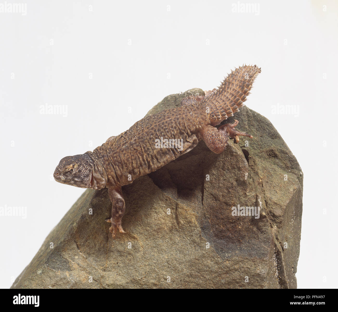 Uromastyx uromastyx sp hi-res stock photography and images - Alamy