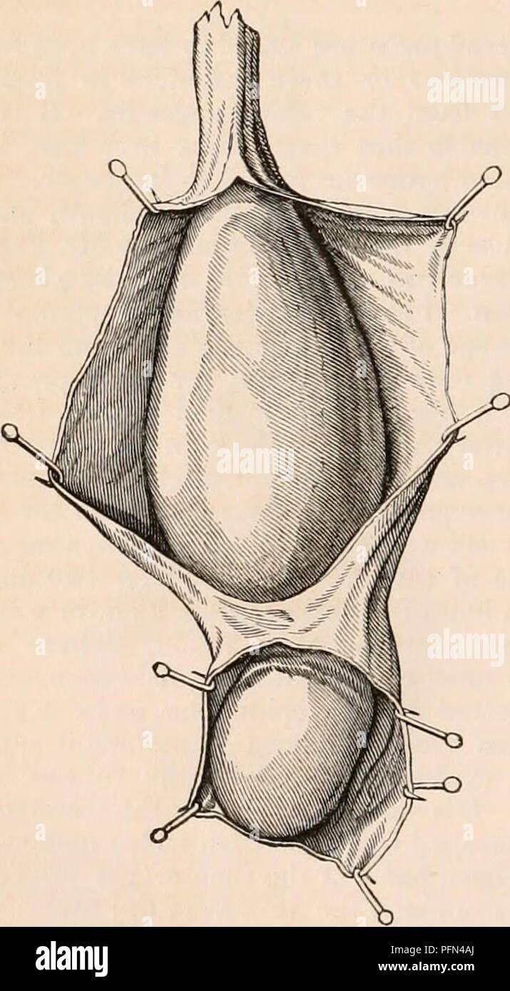 This work from the *Cyclopaedia of Anatomy and Physiology* discusses ...