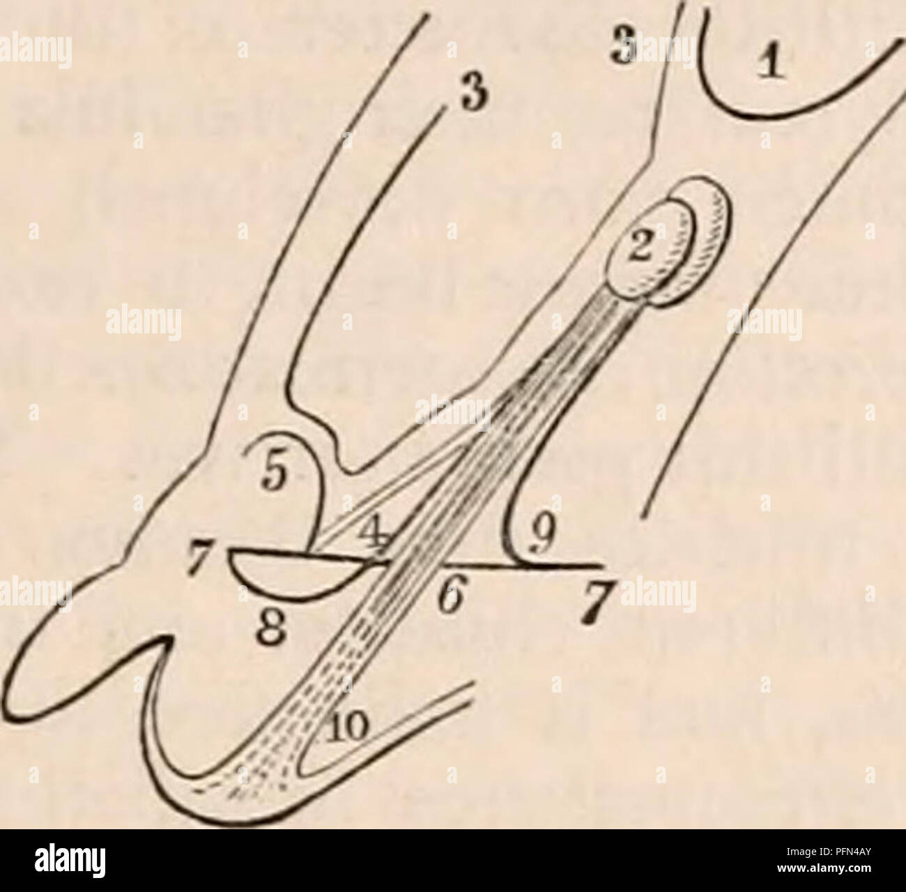 . The cyclopædia of anatomy and physiology. Anatomy; Physiology; Zoology. TESTICLE (NORMAL ANATOMY). arise from&quot; the nearest largest trunks, and enter the substance of the gland at its pos- terior part. The artery of the vas deferens, from which the gubernaculum is chiefly sup- plied, is nearly as large as the spermatic. The long course taken by the arteries and veins of the testicle when in the scrotum is thus ex- plained by the original site of the organ, to which circumstance must also be ascribed the sharp turn upwards of the vas deferens from the epididymis, the two being continuous  Stock Photo