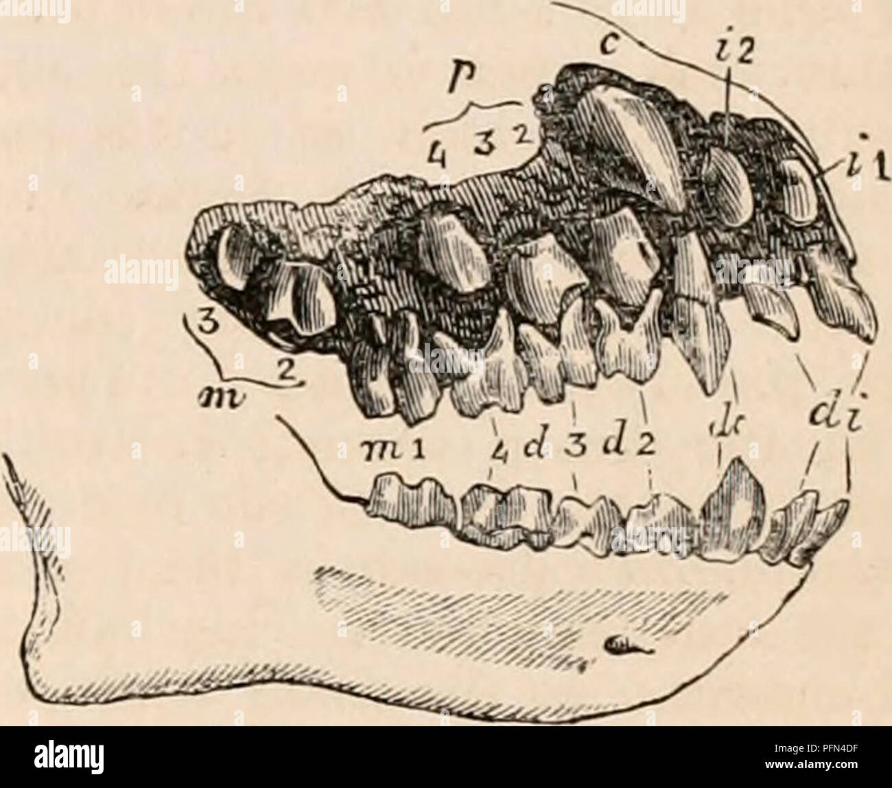 chimpanzee teeth diagram chimpanzee teeth diagram