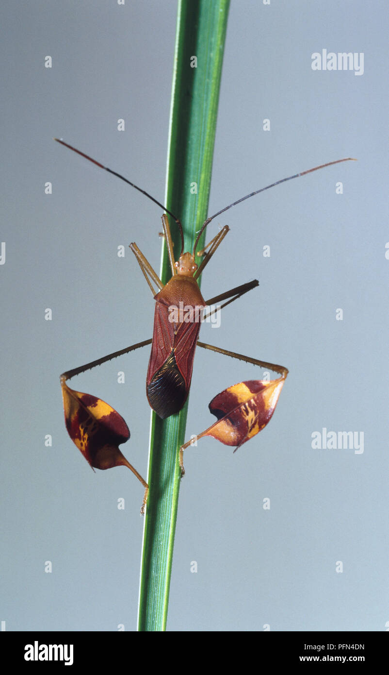 Bitta flavolineata, leaf-footed bug on plant stem, front view Stock Photo