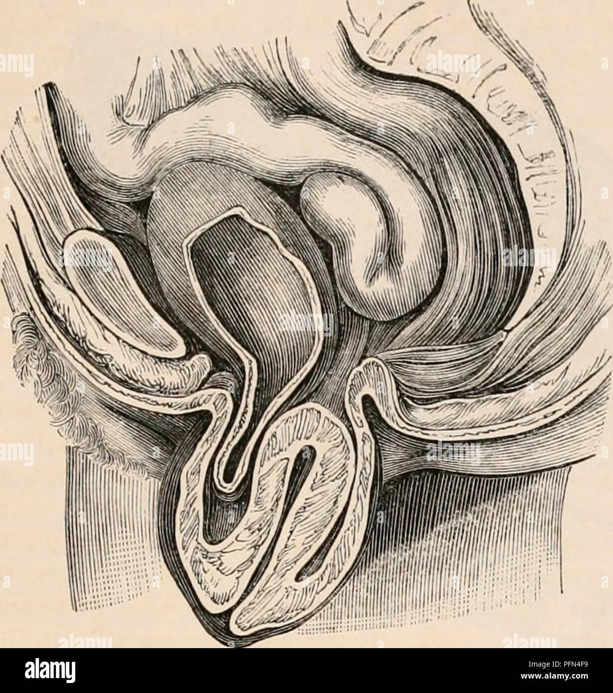 This comprehensive reference covers various aspects of human anatomy