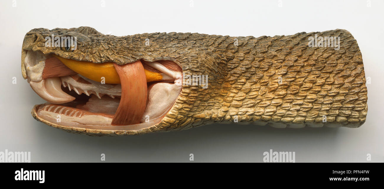 Side view of model of Timber Rattlesnake head with nostril-like heat-sensitive pit, cross-section showing long white fangs at mouth front, yellow venom gland at jaw top, strong pink muscle and white jawbone. Stock Photo
