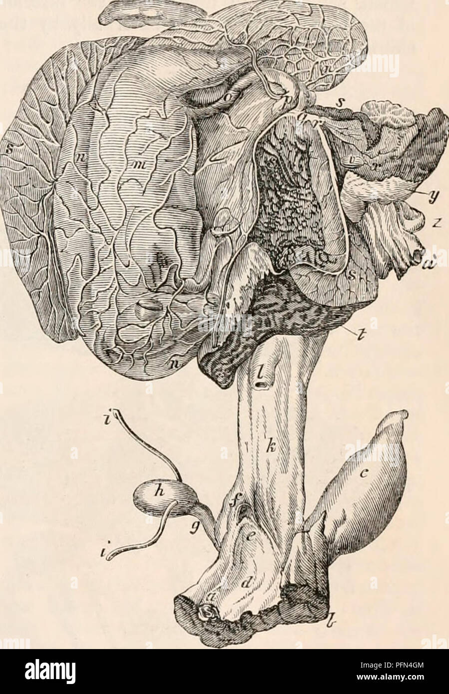 . The cyclopædia of anatomy and physiology. Anatomy; Physiology; Zoology. SOLIPEDA. 743 numerous small bundles. Arrived at the pos- terior extremity of the testes, the epididymus folds back upon itself, to constitute the vas deferens ; which, at its commencement, is very tortuous, and forms a protuberance of considerable size (/). The rasa deferentia (I, MI, w) are upwards of fourteen inches in length, and, during the greater part of their course, about two lines in diameter ; but to- wards their termination they become, for a length of about seven inches, much dilated, here measuring upwards  Stock Photo