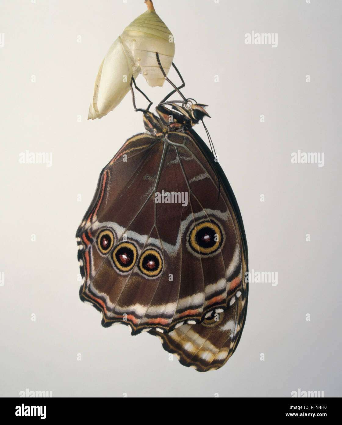 Blue morpho butterfly (Morpho peleides), with brown underside showing ...