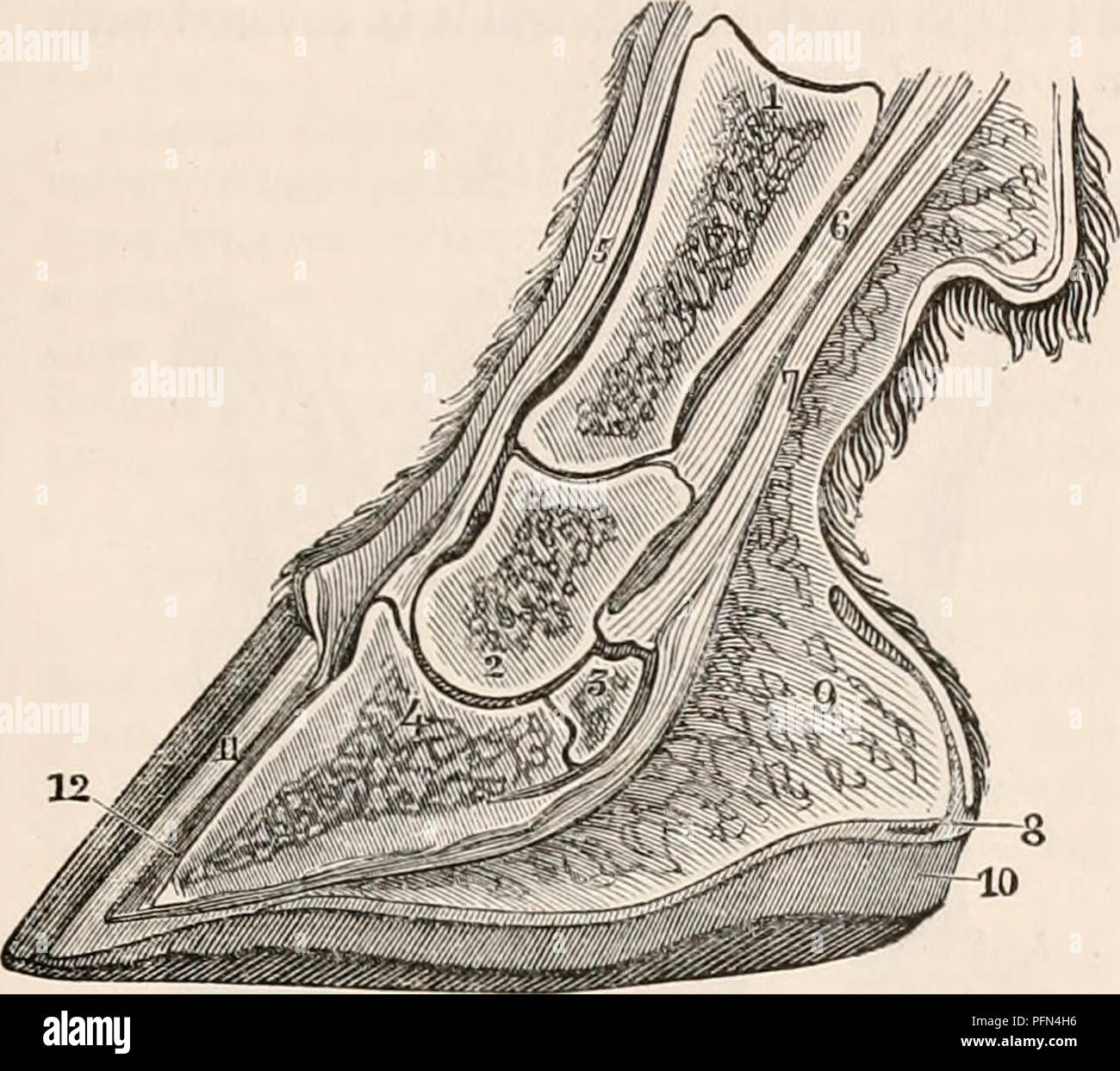 Horse hoof anatomy hires stock photography and images Alamy