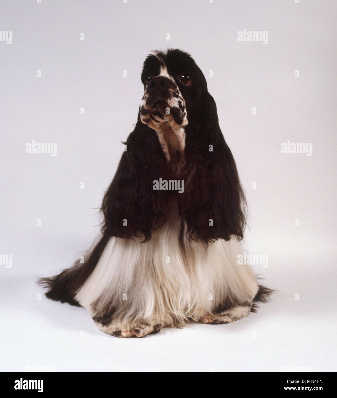 An American cocker spaniel with long black ears and long feathery white hair draping toward the floor sitting Stock Photo Alamy