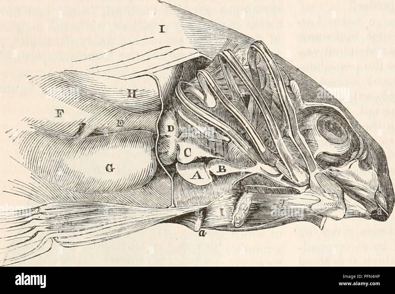 . The cyclopædia of anatomy and physiology. Anatomy; Physiology