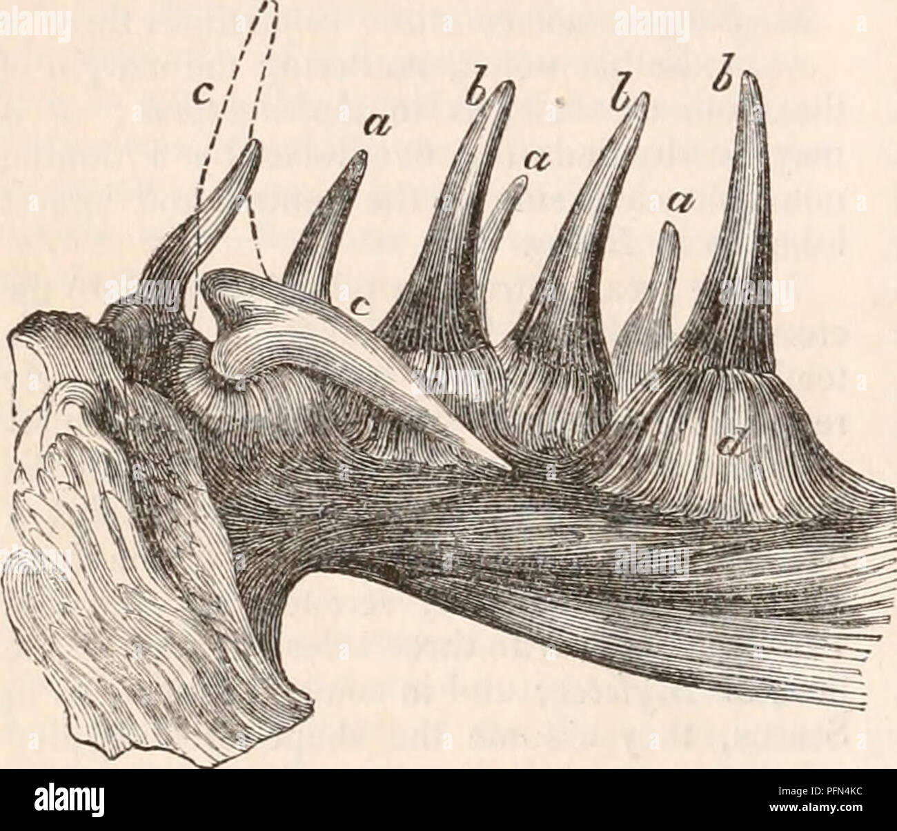 . The cyclopædia of anatomy and physiology. Anatomy; Physiology; Zoology. 978 PISCES. teeth in both jaws would project forwards in- stead of being opposed to one another, and such, in fact, must have been their position were it not that, as in Pimelepterus, the teeth are bent at nearly a right angle with their base. In the Scarus, and likewise in the mar- ginal teeth of the Diadon, where these organs are straight and attached horizontally to the margin of the jaws, their sides instead of their crowns are actually opposed to each other. In the Cod-fish, Wolf-fish, and some other species, in pro Stock Photo