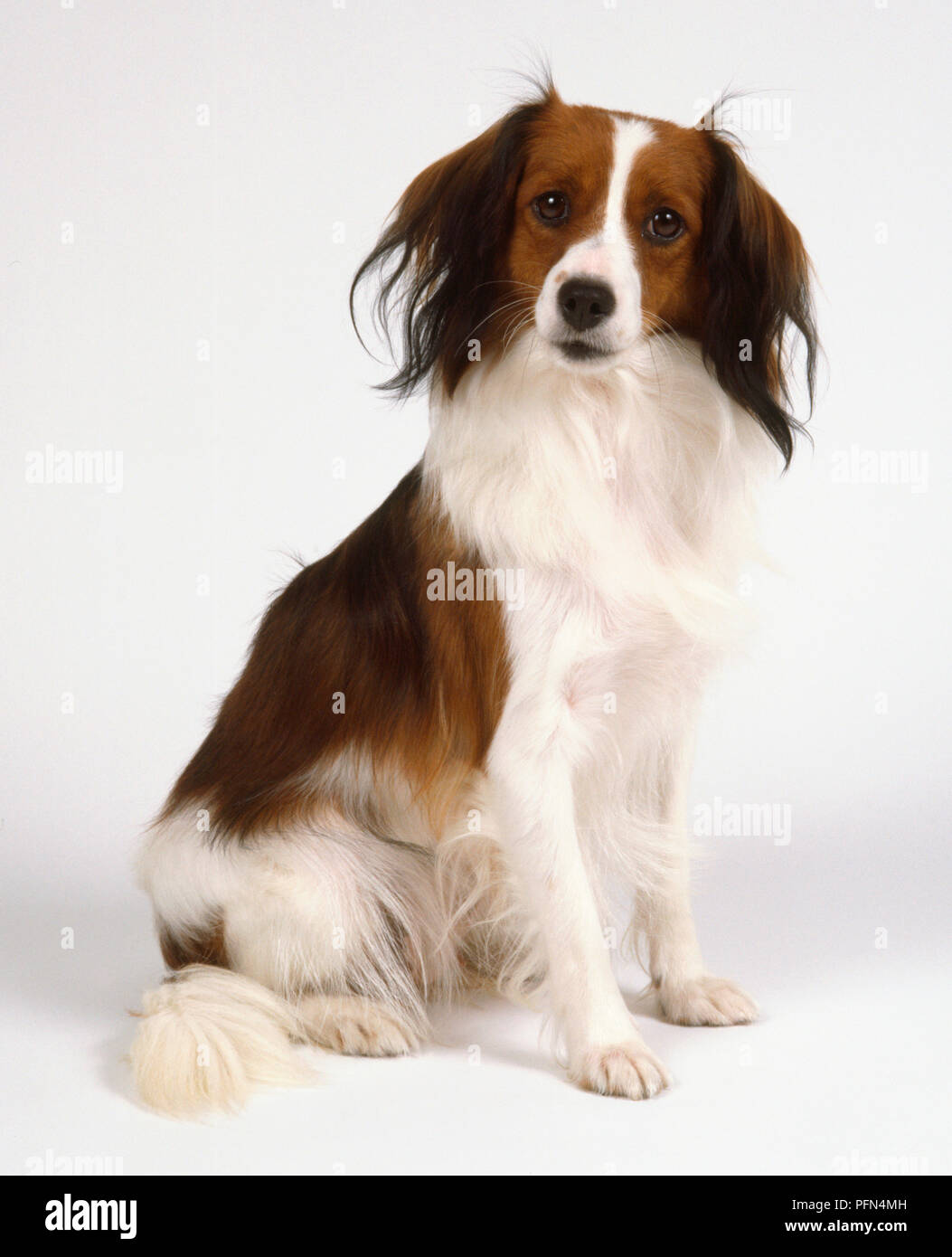 Dutch decoy store spaniel